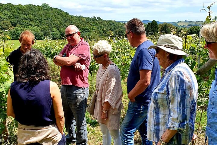 1.5-Hour Swanaford Vineyard Tour And Tasting Experience