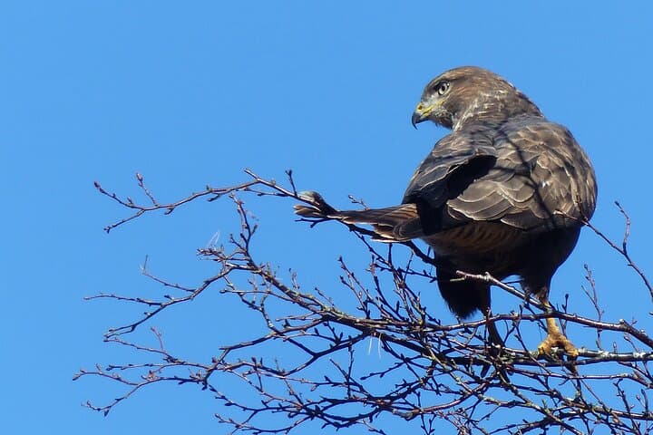 Buzzards are one of the birds of prey seen regularly on safari.