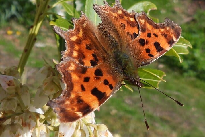 Comma - moving north with the warming climate.