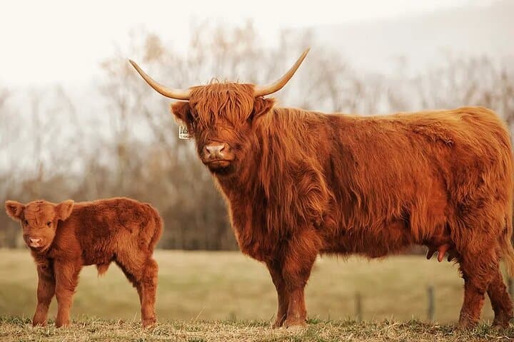 Glencoe, Lochs & Highland Cows Private Tour