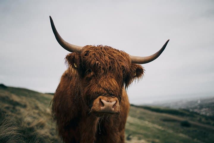 Executive Scottish Lowlands Tour