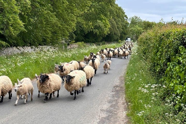 Rush hour!