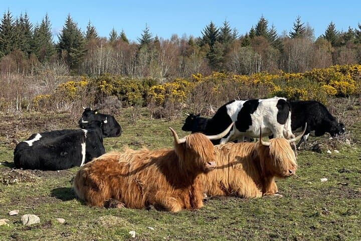Highland cows at Culloden Battlefield