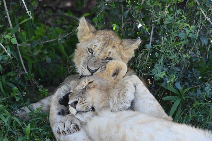 3 Days Masai Mara Camping Safari