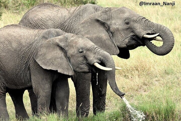 3 Days Masai Mara Camping Safari