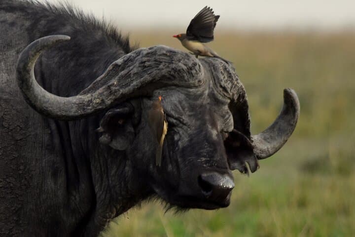 3 Days Masai Mara Camping Safari