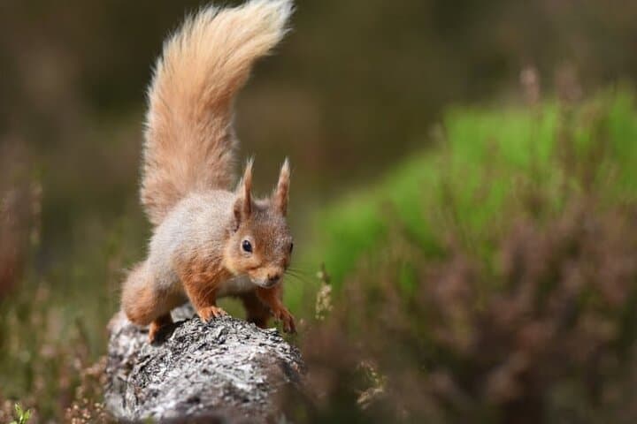 Red Squirrel in The Caledonian Pine Forest