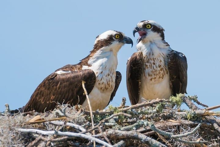 Ospreys at Loch Garten