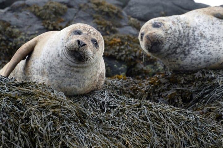 Skye seals