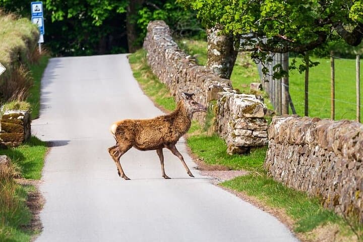 Red Deer at Applecross