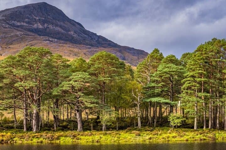 Caledonian Pine Forest