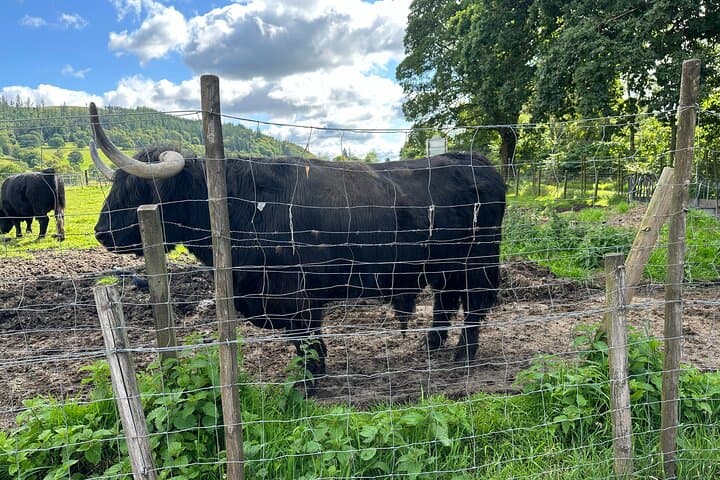 Full-Day Private Scottish Highland Tour