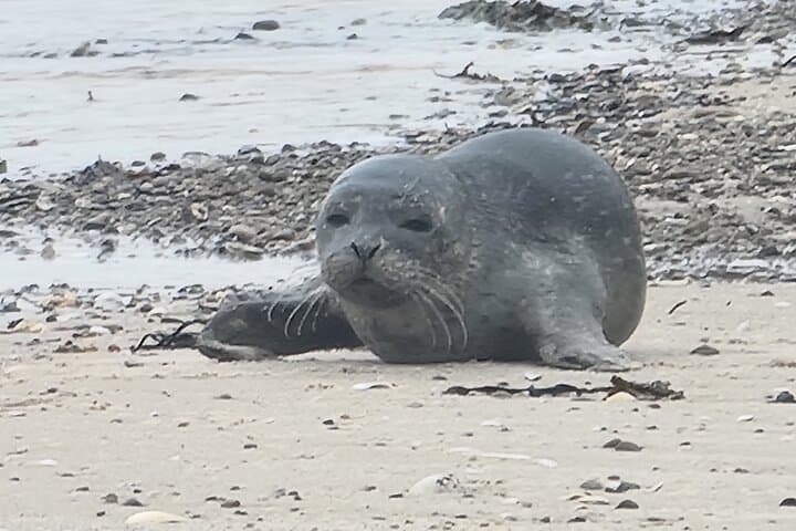 Common Seal Pup, Scapa Beach