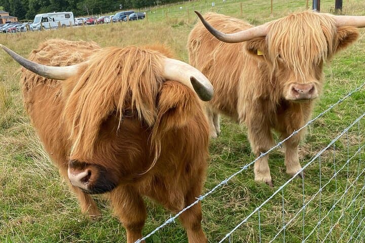 THE COO,S