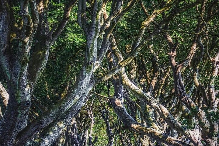 Dark Hedges