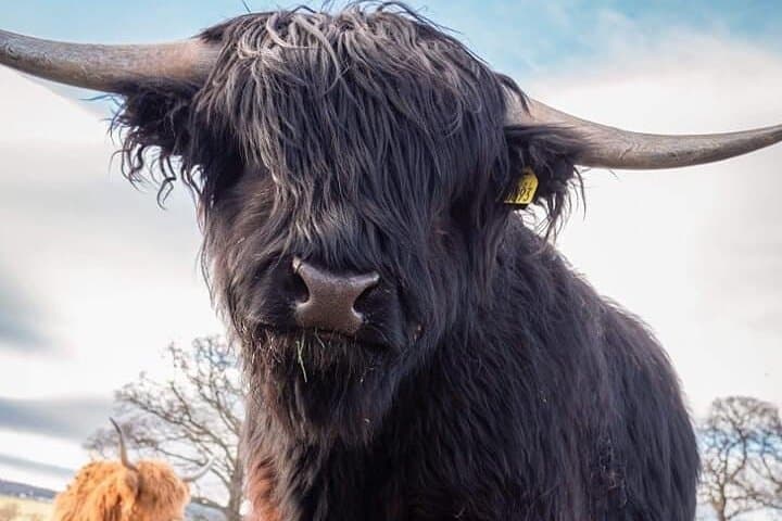Robertson’s farm - Jamie highland cow