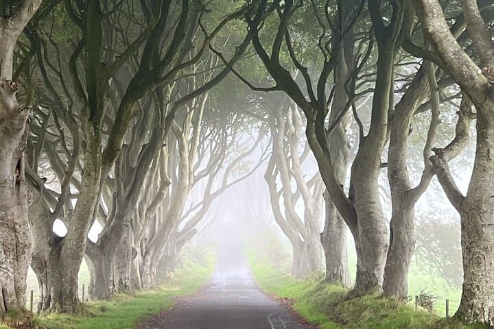 Dark Hedges