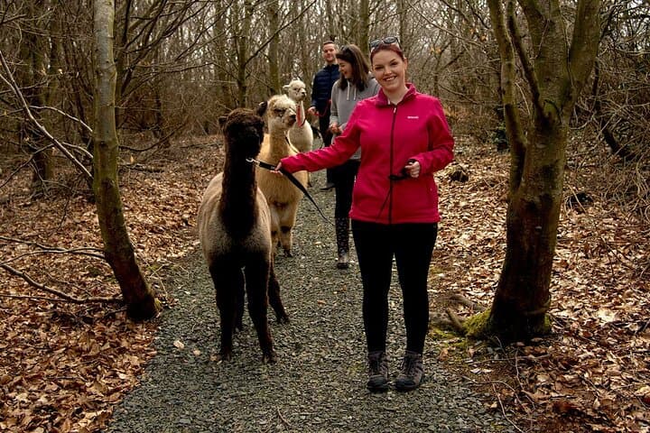 Alpaca Trekking County Down