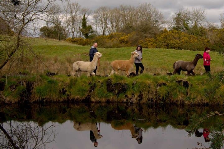 Alpaca Trekking Hen Party
