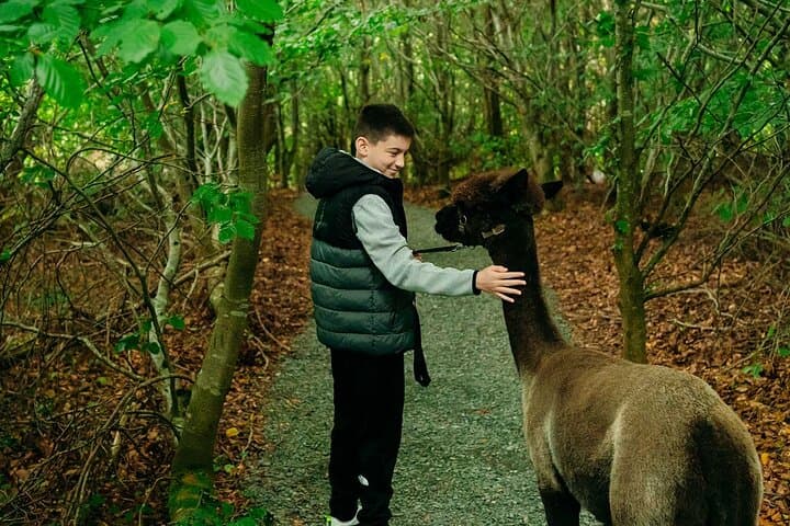 Family Friendly Alpaca Trekking