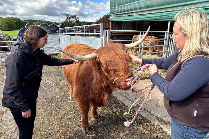 Highland Cow Farm