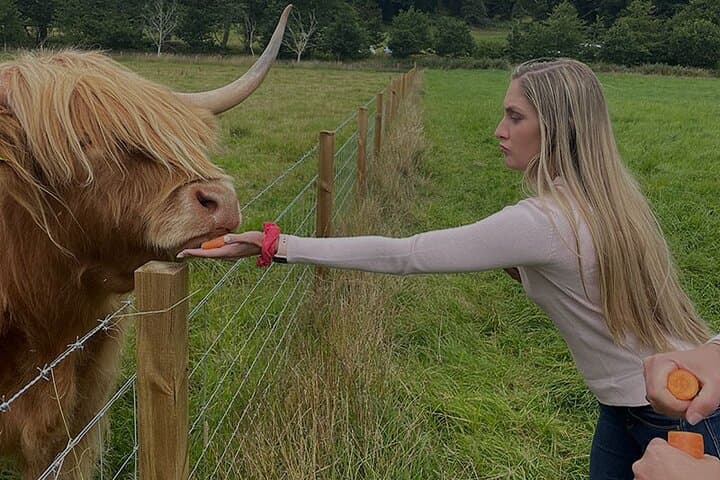 Feeding Highland Cows