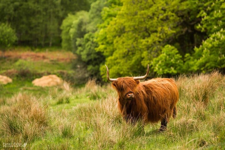 Highland Coo