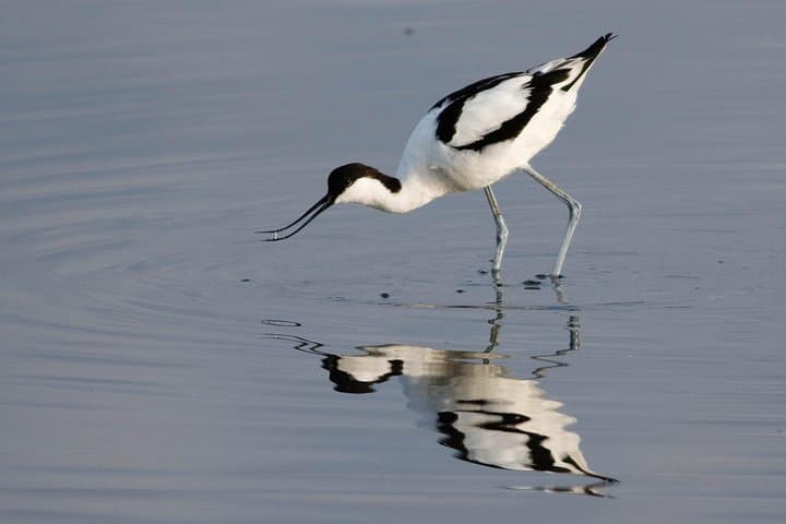 Lymington Wildlife Discovery Walk