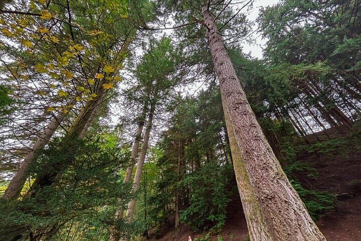 Douglas Firs