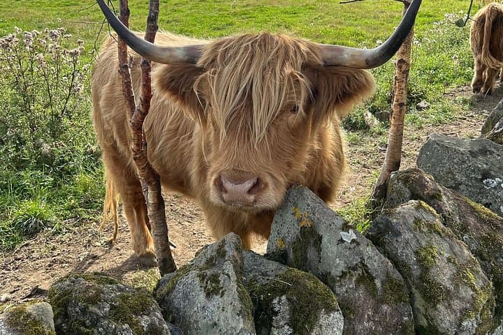 Highland Cows, Walk Alpacas & Scottish Wildlife Centre from Edin.