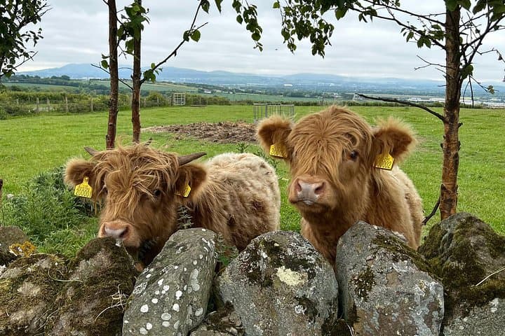 Wee 'Highland Coos'