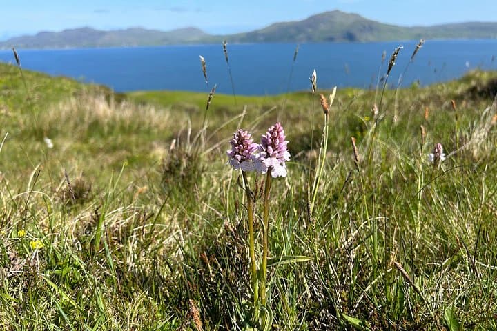 A wild orchid set against a stunning summer backdrop