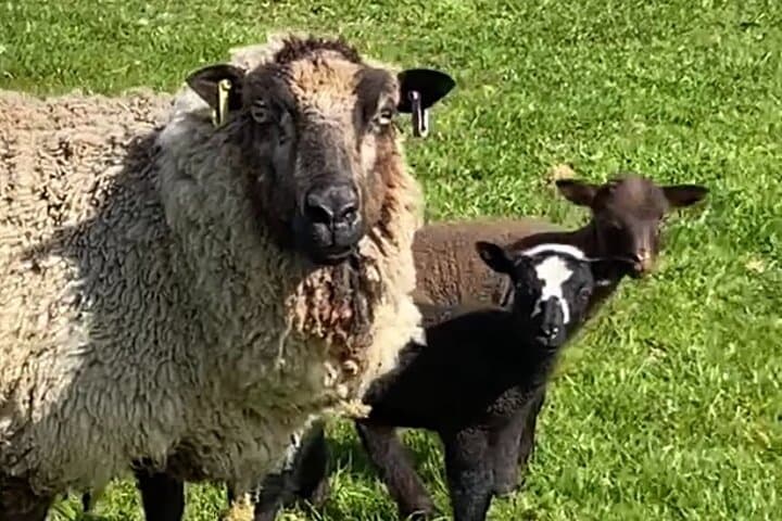 Springtime means Shetland lambs a'leaping