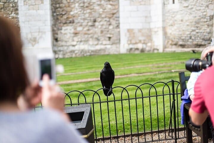 Ravens of the Tower of London - Learn why ravens are so important, if not legendary, to the Tower of London and the monarchy.