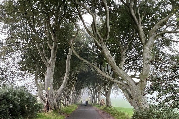 Dark Hedges
