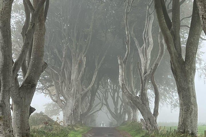 Dark Hedges