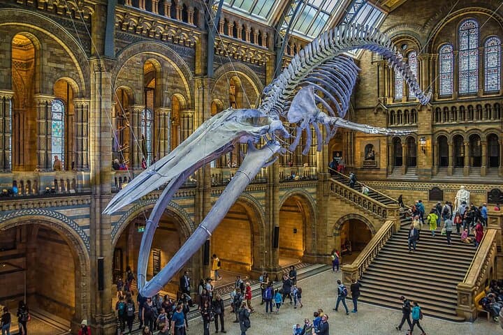 Natural History: Diplodocus, Blue Whale, Gems, Evolution Gallery