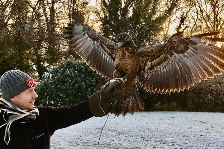 Private Family Bird of Prey Experience in Carlisle