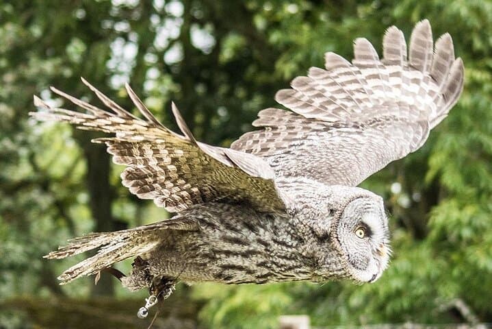 Watch in awe as the Great Grey Owl graciously glides overhead