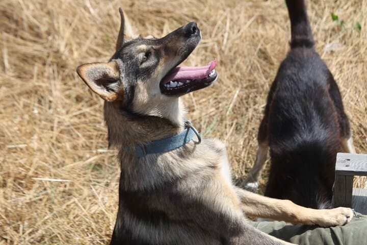 Home to a Sled Dog Rescue with over 30 Huskies, mostly rescued from dreadful situations