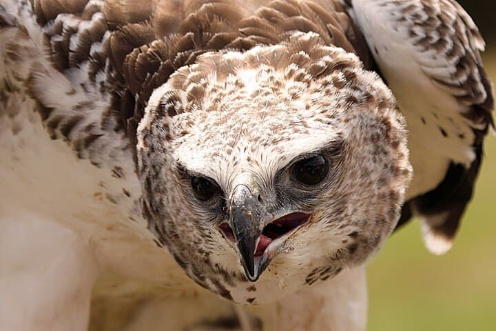 The Martial Eagle - The largest eagle in Africa