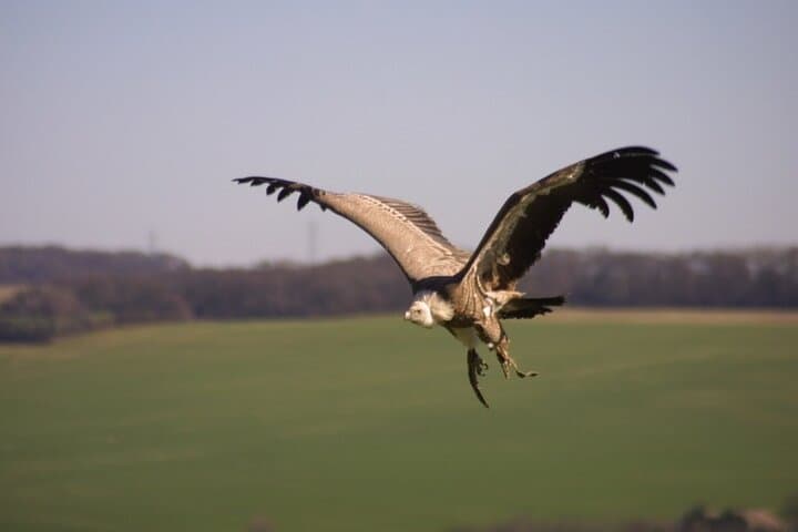 Harold the Eurasion Griffon Vulture is a favourite here due to his hilarious stories - visit to find out why!