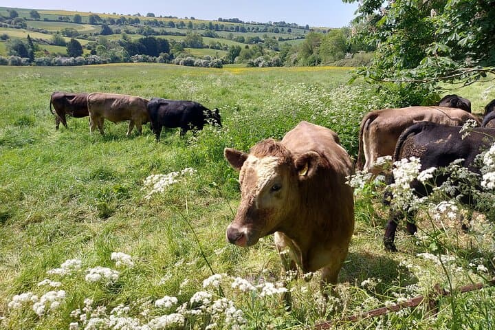 You never know what friendly animals you will meet on this tour!