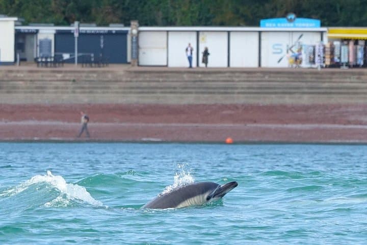 Wildlife, Sea Cave and Bushcraft Kayak Safari in English Riviera