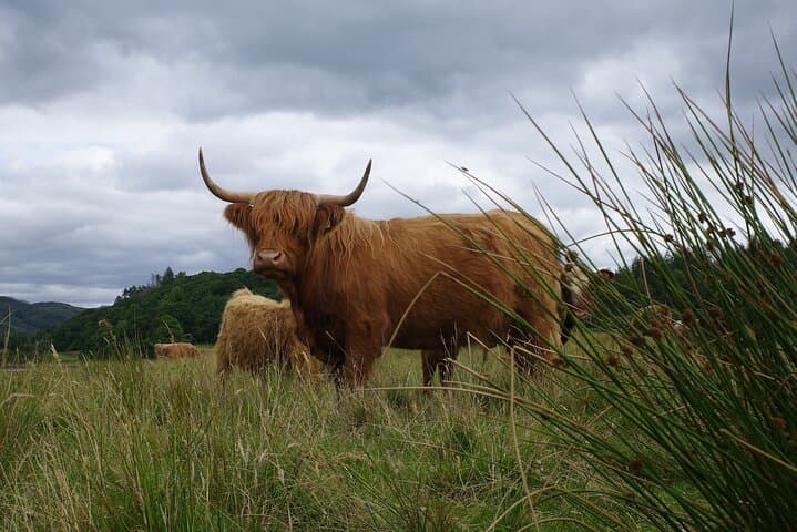 Some Highland Cows
