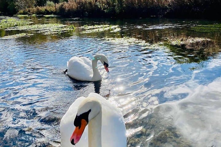 Swans