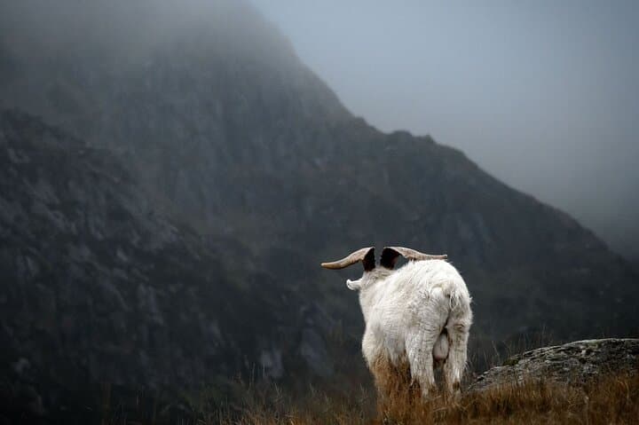 From London: North Wales, Snowdonia, Caernarfon Castle Rail Tour