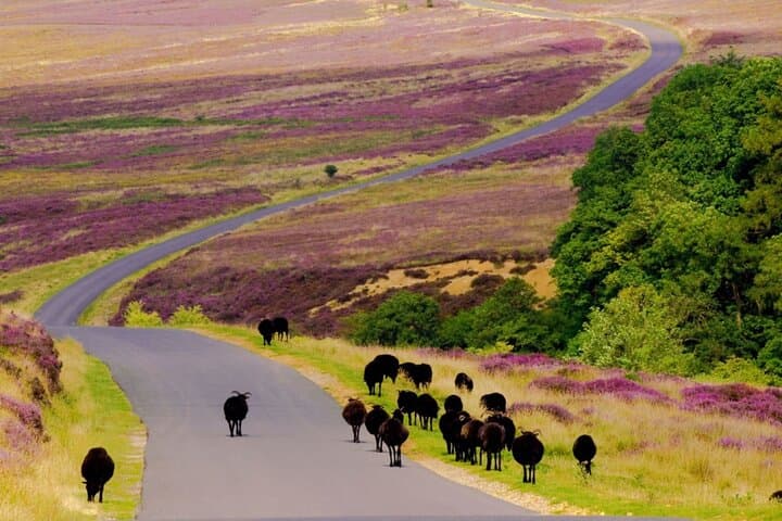 North York Moors National Park