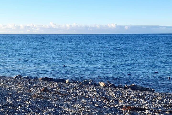 Atlantic grey seals basking on the shore in the sunshine