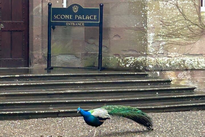 Peacock